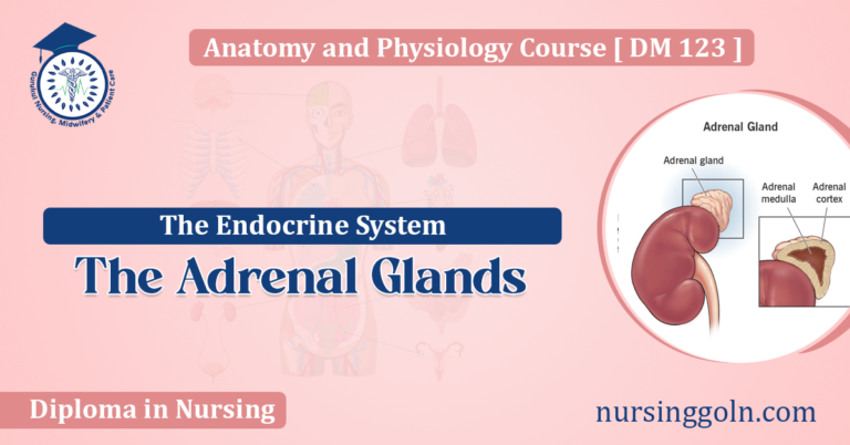 The Adrenal Glands