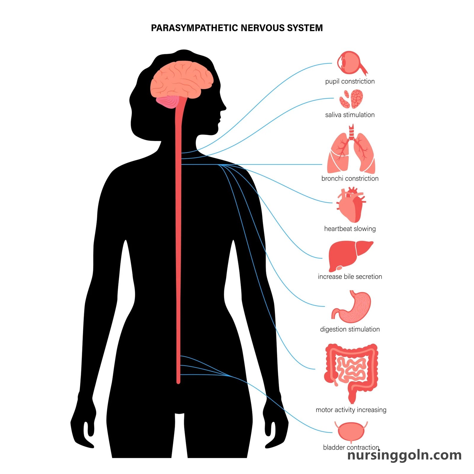 The Pituitary Gland and Hypothalamus: The Endocrine System