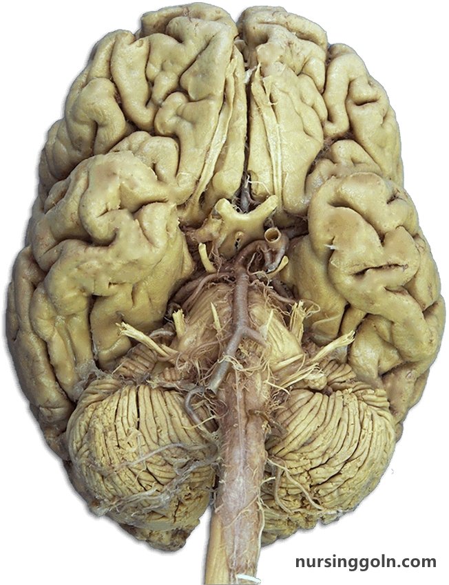 Motor Responses: The Brain and Cranial Nerves