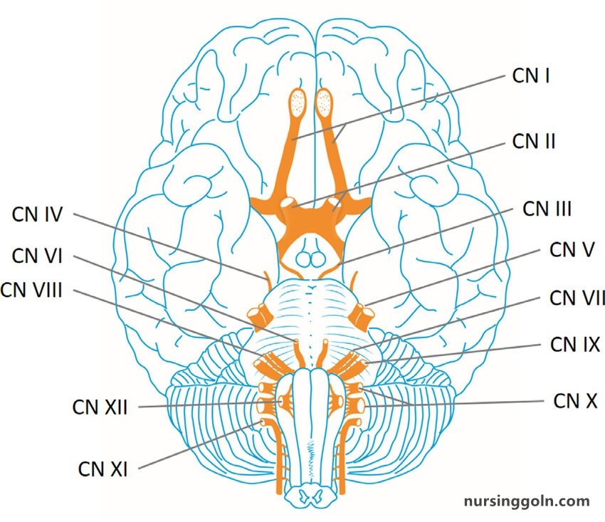 The Sensory and Motor Exams: The Neurological Exam