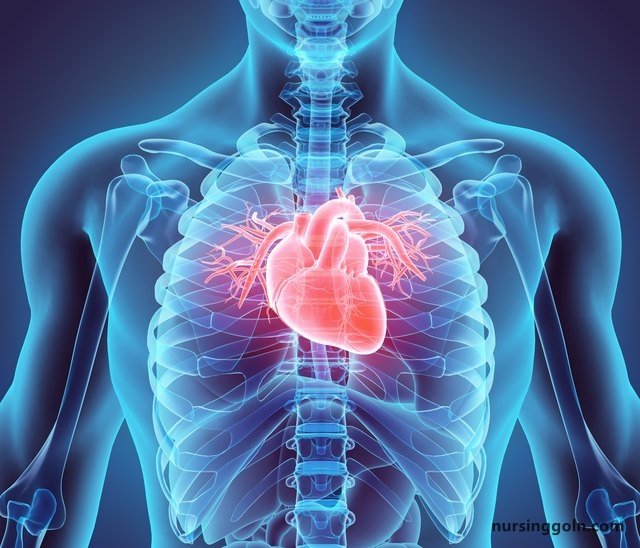 Heart Anatomy - The Cardiovascular System: The Heart