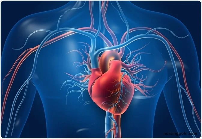 Development of the Heart - The Cardiovascular System: The Heart