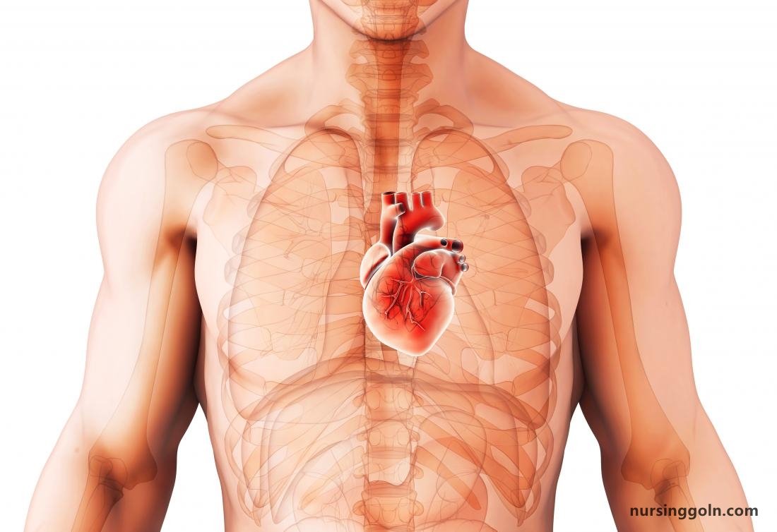 Heart Anatomy - The Cardiovascular System: The Heart