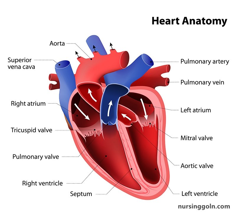 Heart Anatomy - The Cardiovascular System: The Heart