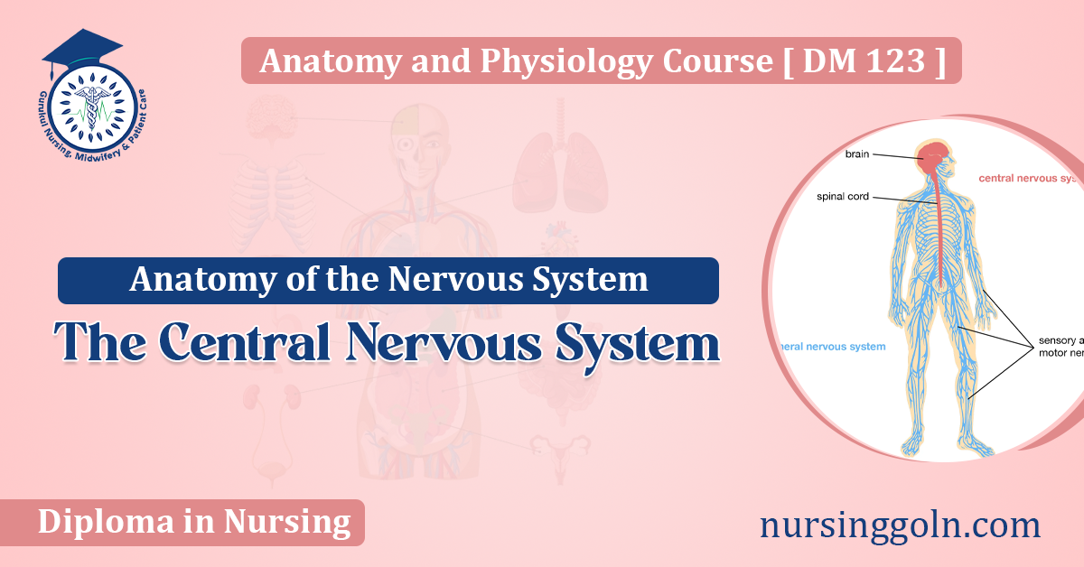 The Central Nervous System