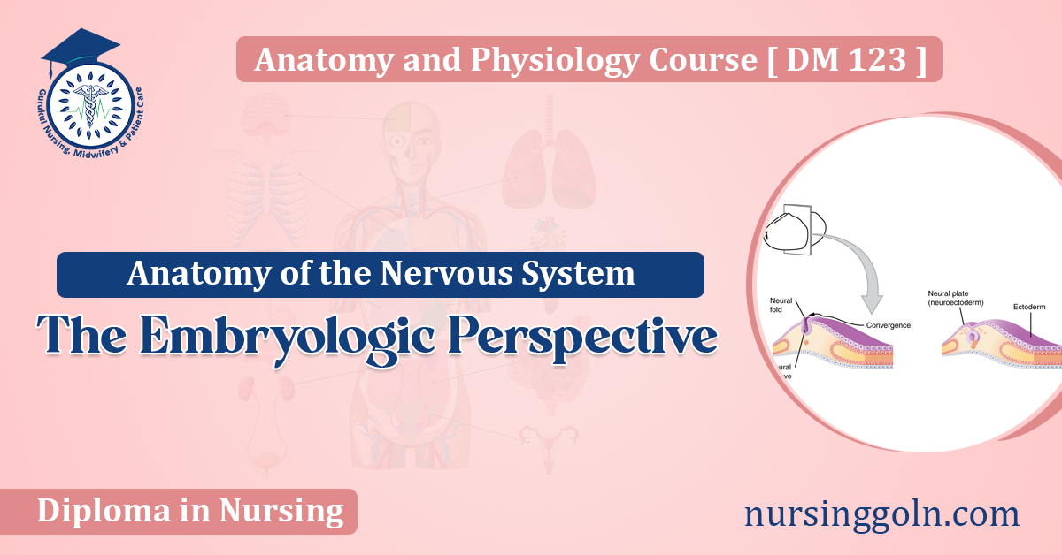 The Embryologic Perspective