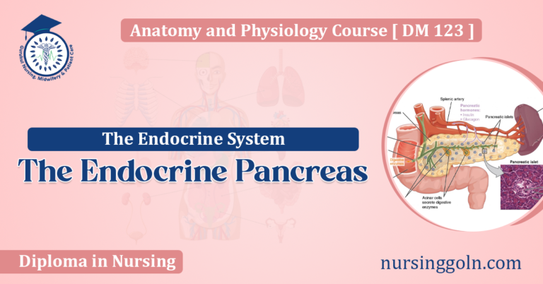 The Endocrine Pancreas