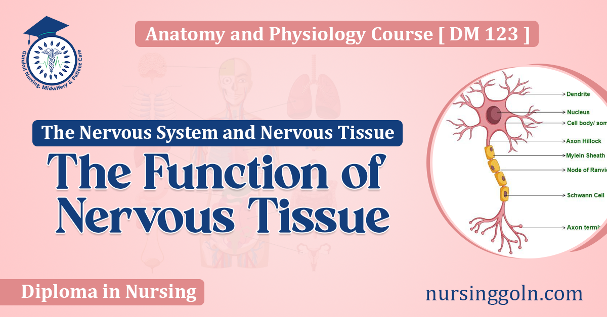 The Function of Nervous Tissue