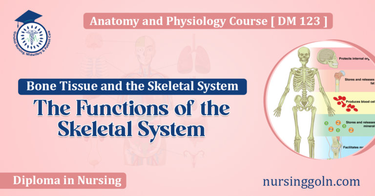 The Functions of the Skeletal System
