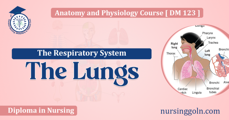 The Lungs