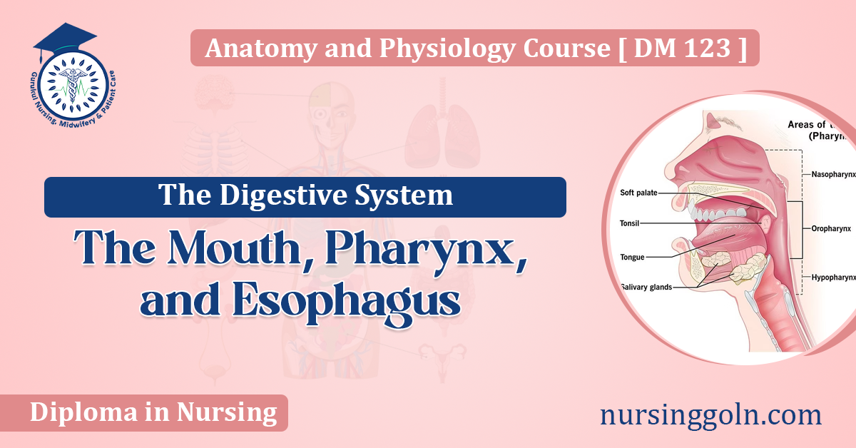 The Mouth Pharynx and Esophagus