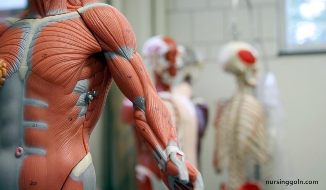 The Parathyroid Glands: The Endocrine System