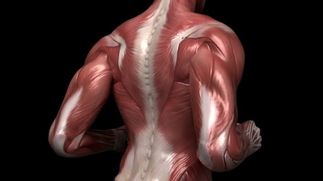The Coordination and Gait Exams: The Neurological Exam