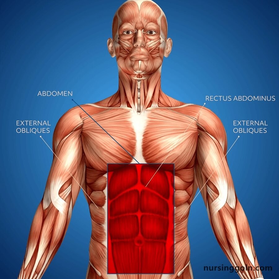 The Thyroid Gland: The Endocrine System