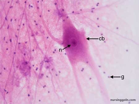 Nervous Tissue: The Nervous System and Nervous Tissue