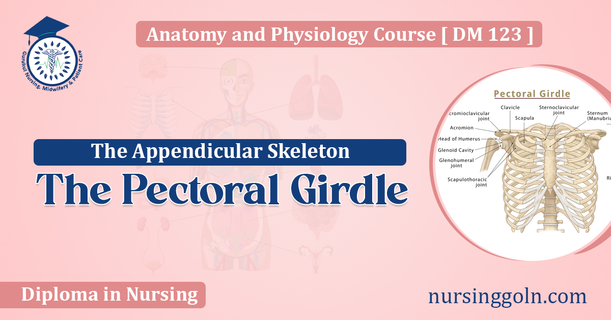 The Pectoral Girdle