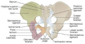 The Pelvic Girdle and Pelvis