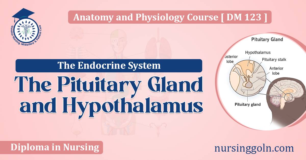 The Pituitary Gland and Hypothalamus