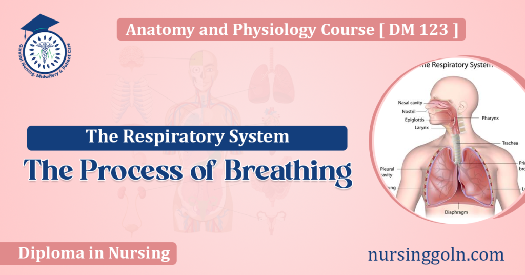 The Process of Breathing: The Respiratory System - Nursing & Midwifery ...