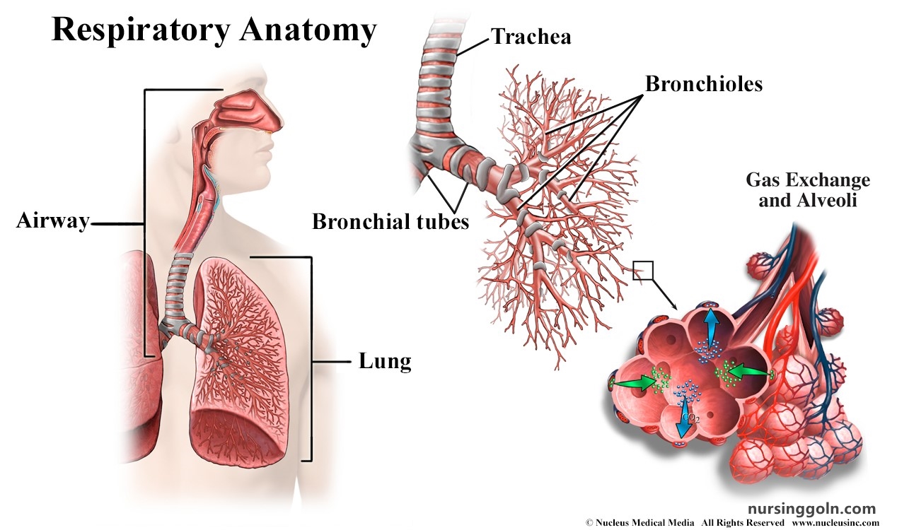 The Lungs: The Respiratory System