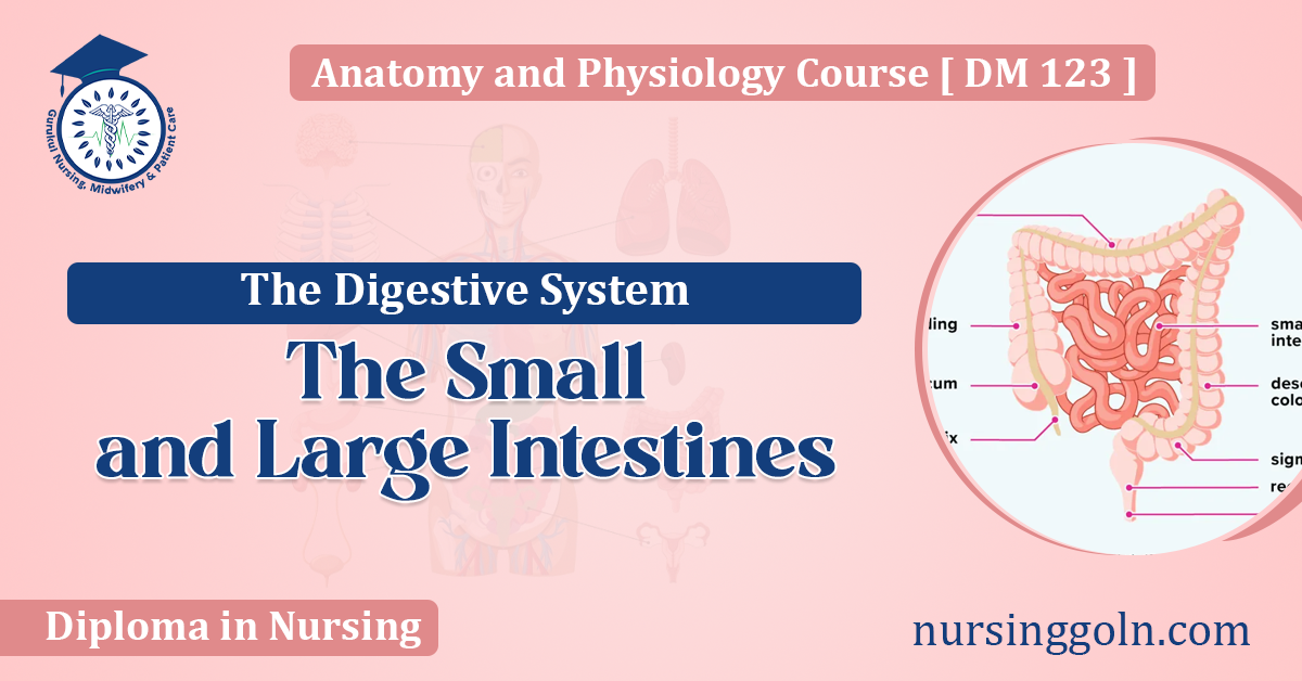 The Small and Large Intestines