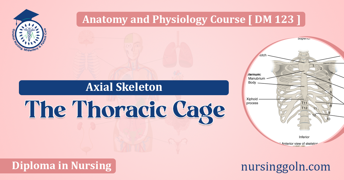 The Thoracic Cage