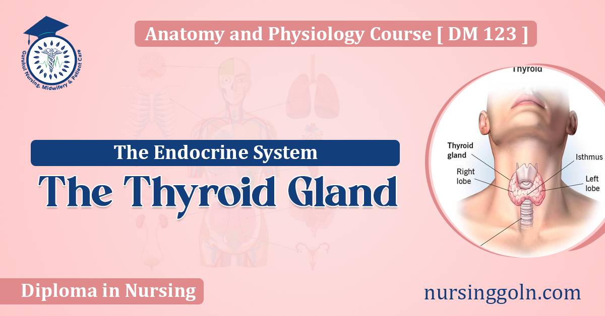 The Thyroid Gland