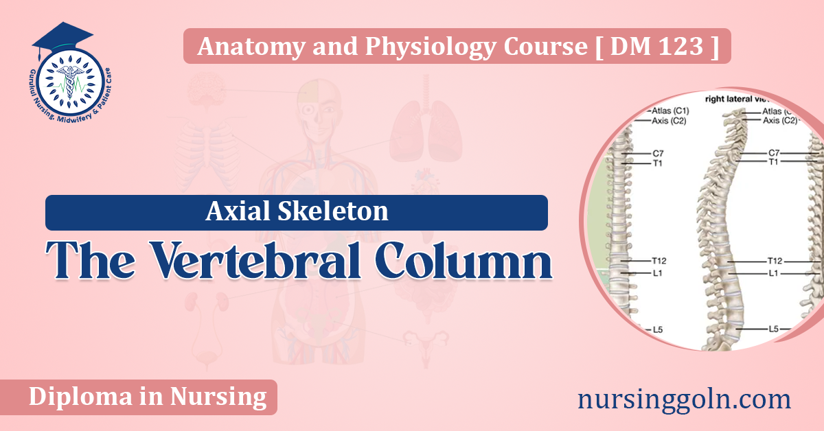 The Vertebral Column