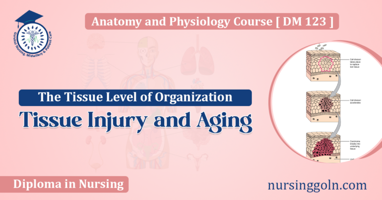 Tissue Injury and Aging