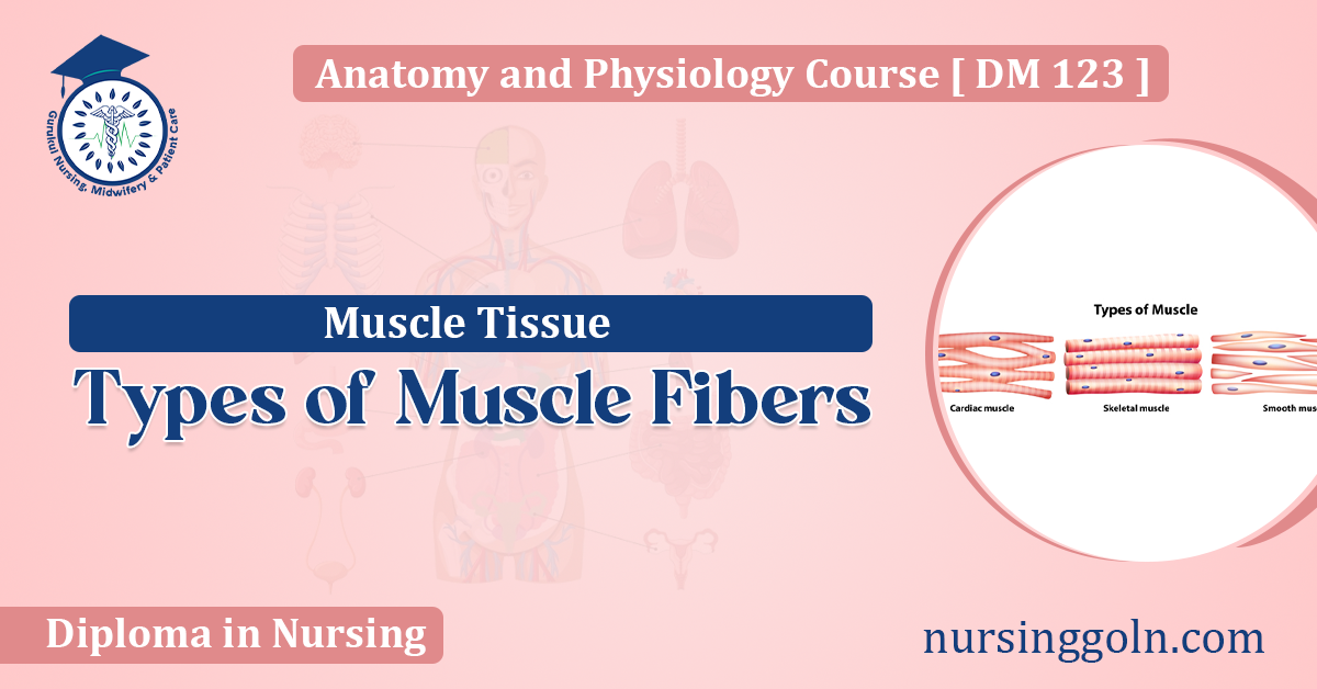 Types of Muscle Fibers