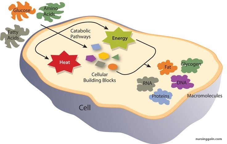 Protein Metabolism: Metabolism and Nutrition