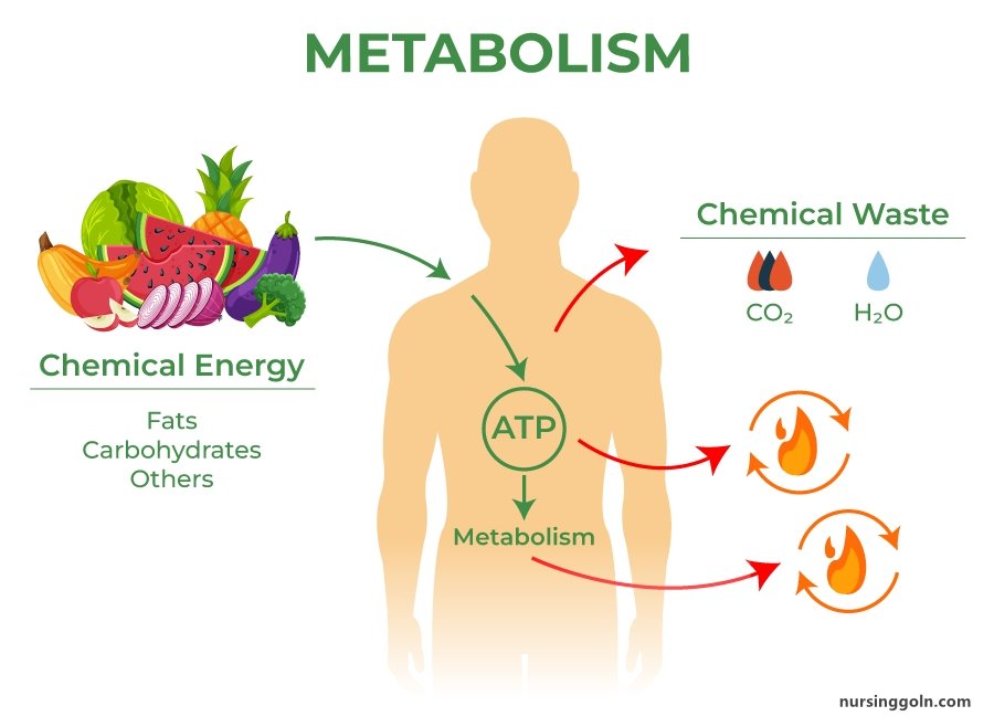 Protein Metabolism: Metabolism and Nutrition