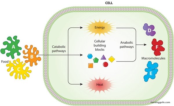 Lipid Metabolism: Metabolism and Nutrition