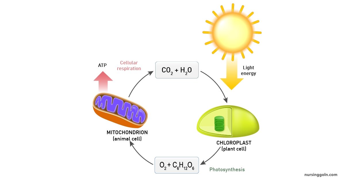 Lipid Metabolism: Metabolism and Nutrition