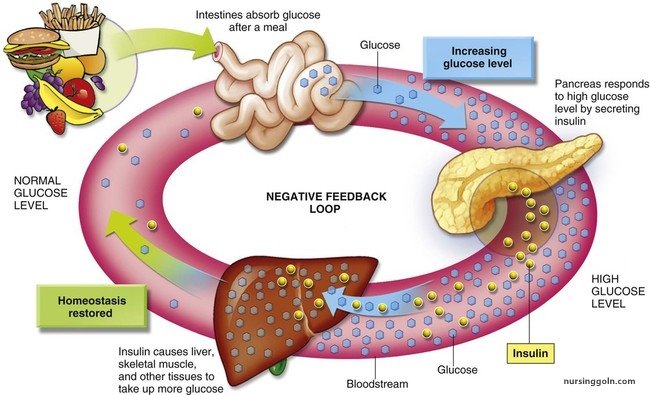 Protein Metabolism: Metabolism and Nutrition