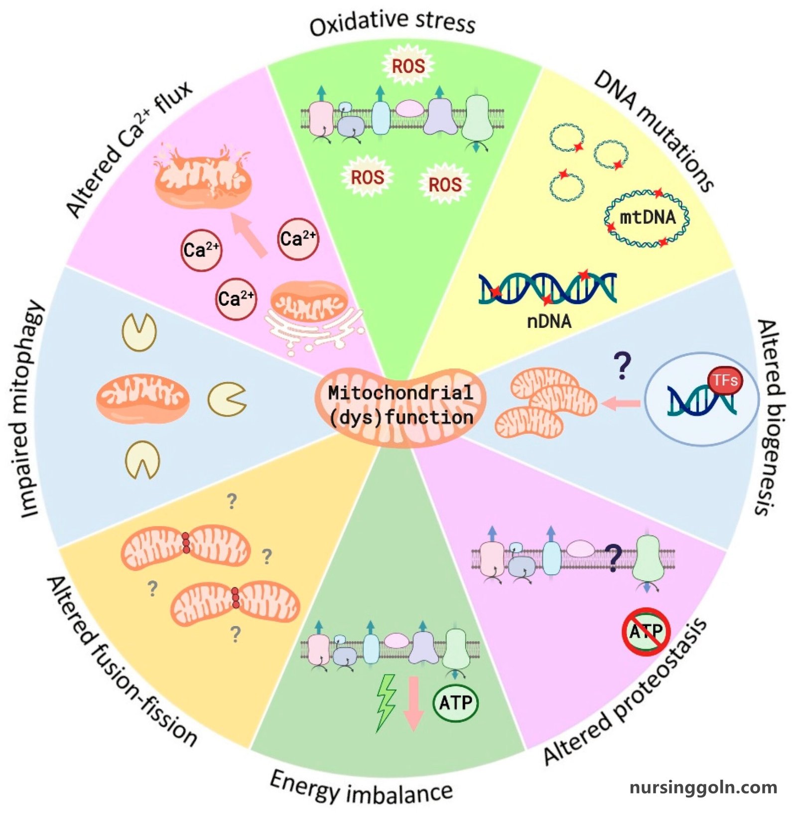 Lipid Metabolism: Metabolism and Nutrition