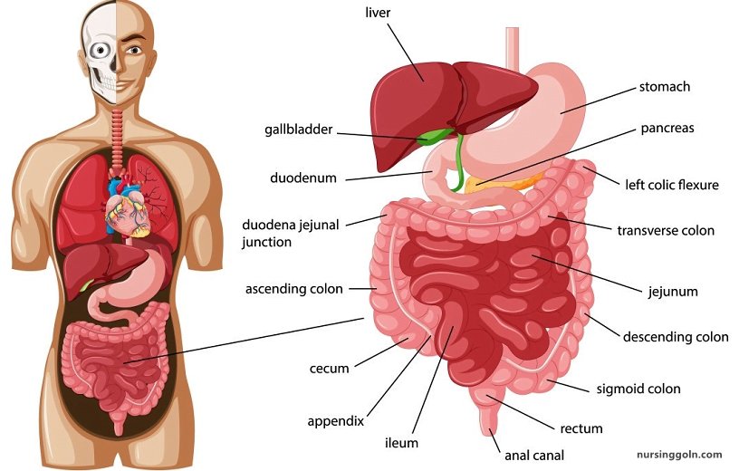The Stomach: The Digestive System
