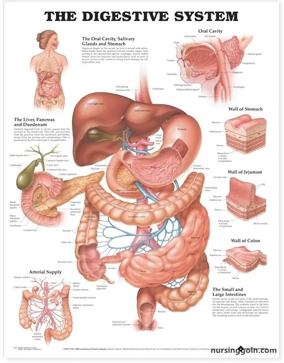 The Stomach: The Digestive System