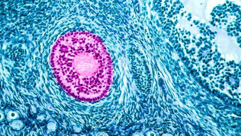 microscopic anatomy of the kidney