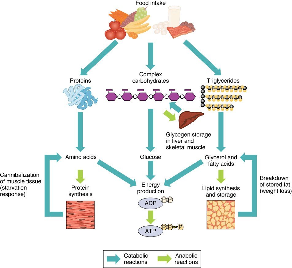 overview of metabolic reactions