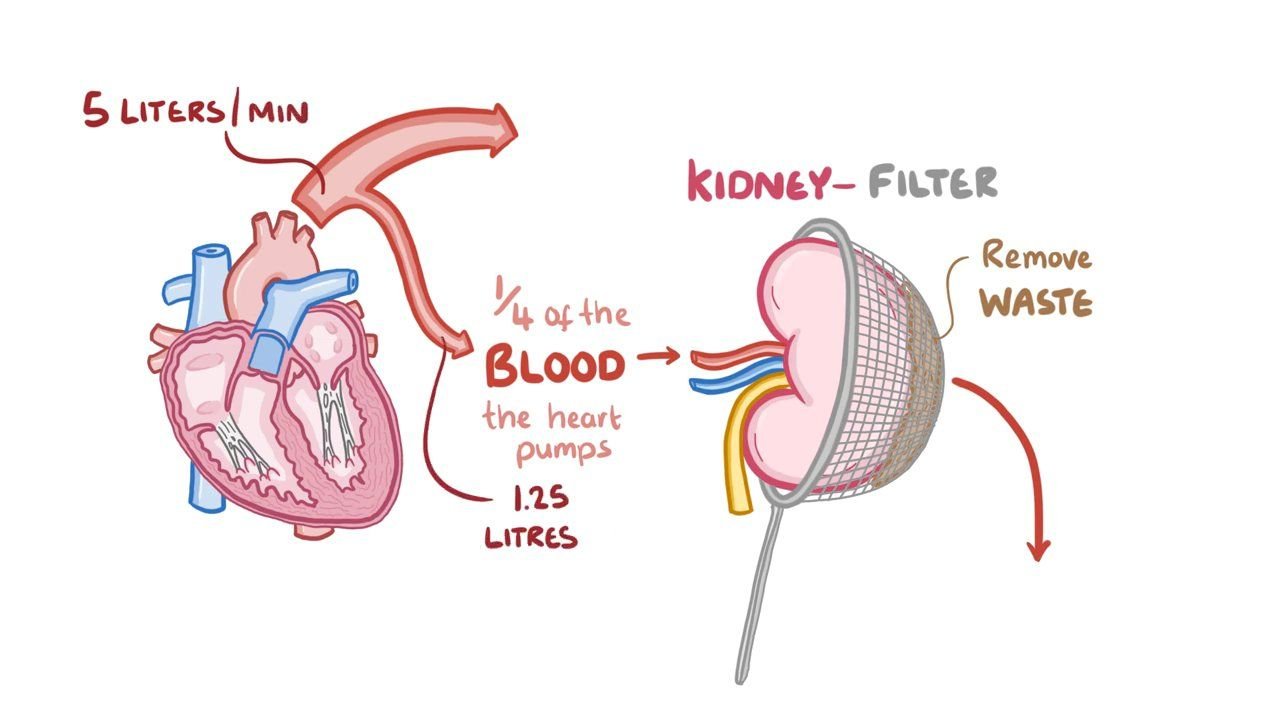 regulation of renal blood flow