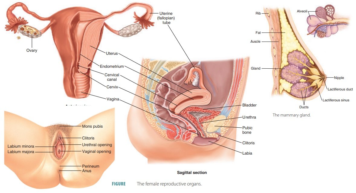 female reproductive system