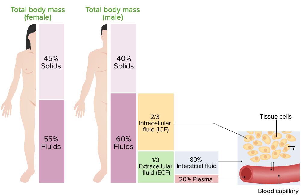 body fluids and fluid compartments