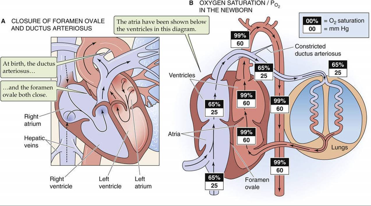 birth and postnatal stages
