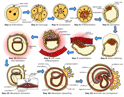 introduction to embryonic development