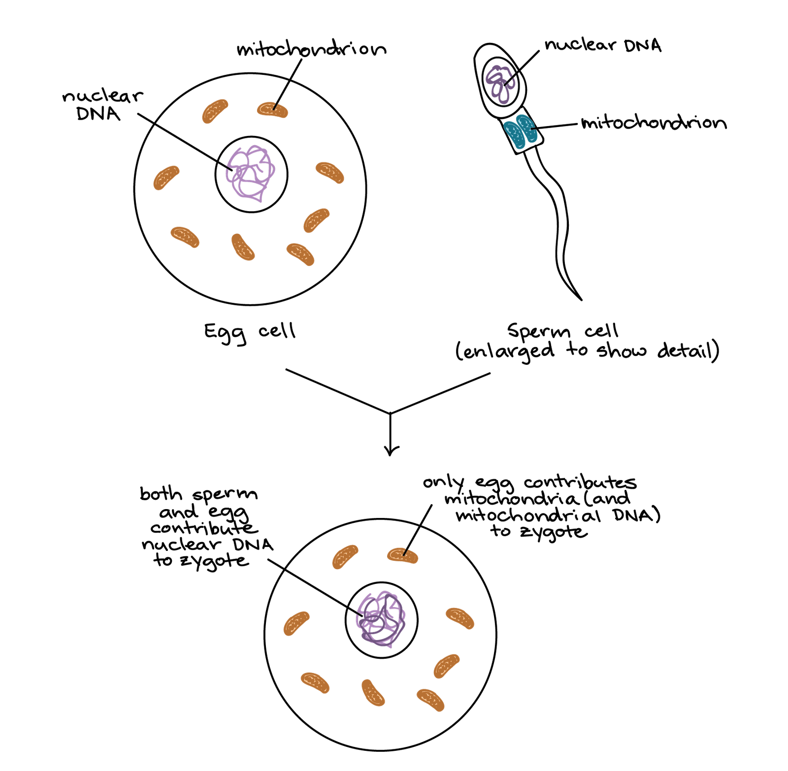 all about fertilization