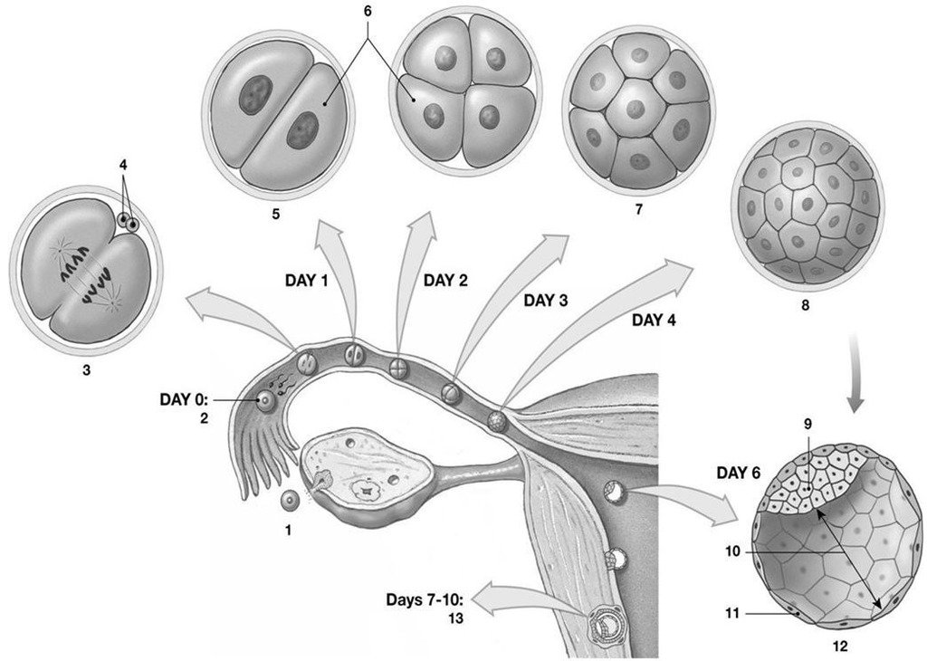 fetal development