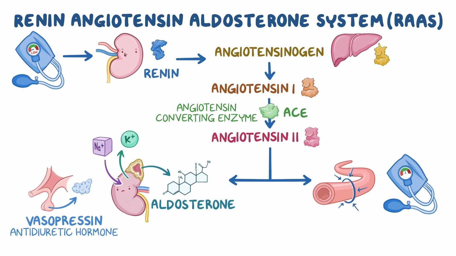 endocrine regulation of kidney function