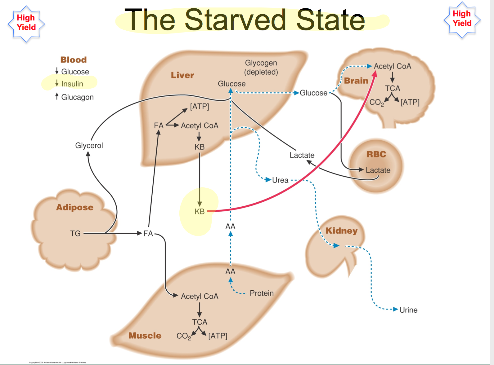 metabolic states of the body