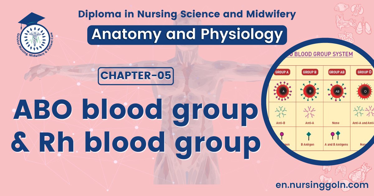 ABO blood group & Rh blood group | CHAPTER 5 | Anatomy and Physiology